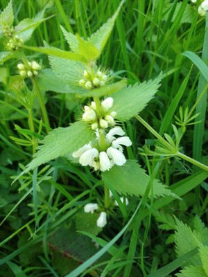photo of White Dead Nettle