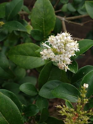 photo of Wild Privet