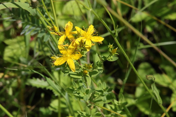 photo of Perforate St. John's Wort