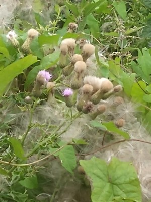 photo of Creeping Thistle