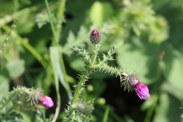photo of Welted Thistle
