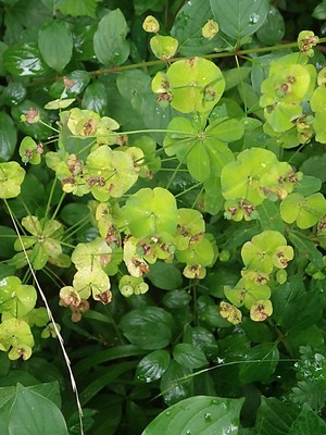 photo of Wood Spurge