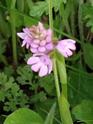 photo of Pyramidal Orchid