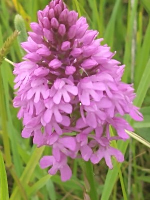 photo of Pyramidal Orchid
