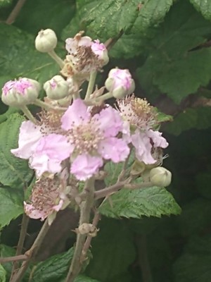 photo of Elm Leaved Bramble