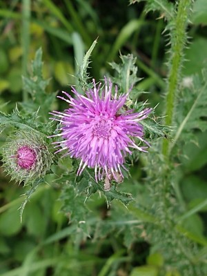 photo of Plumeless Thistle