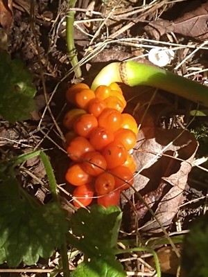 photo of Italian Arum