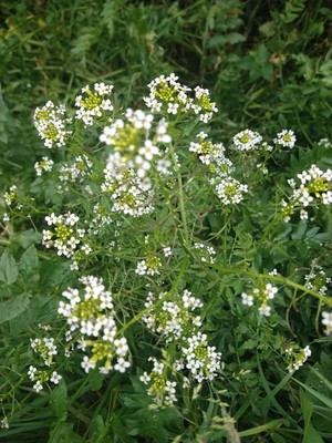 photo of White Ballmustard