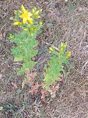 photo of Perforate St. John's Wort