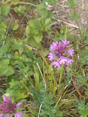 photo of Pyramidal Orchid