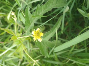 photo of Wood Avens