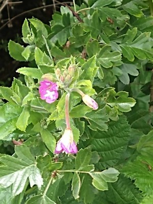 photo of Great Willowherb