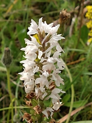 photo of Common Spotted Orchid