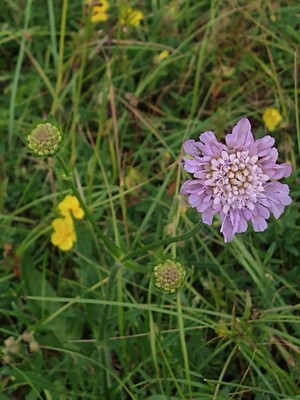 photo of Field Scabious