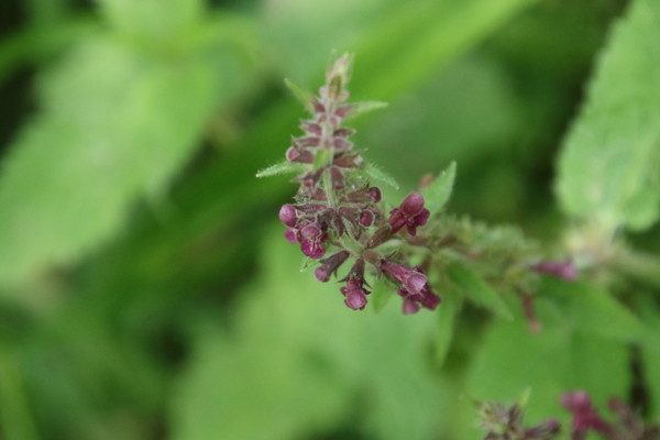 photo of Hedge Woundwort