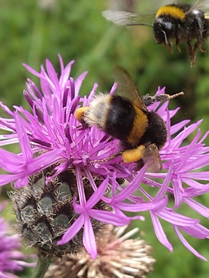 photo of Greater Knapweed