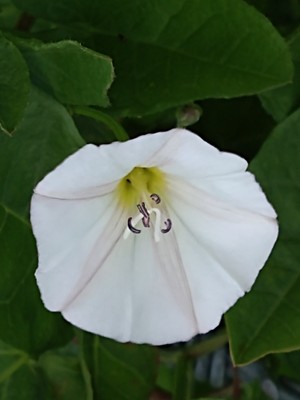 photo of Field Bindweed