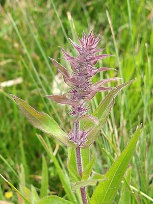 photo of Purple Loosestrife