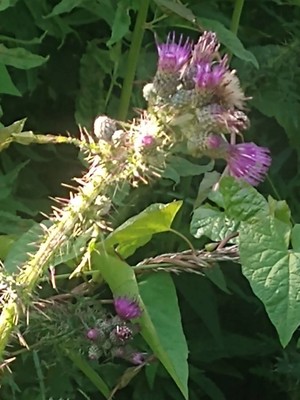 photo of Marsh Thistle