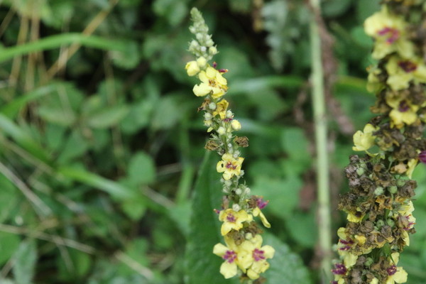 photo of Dark Mullein