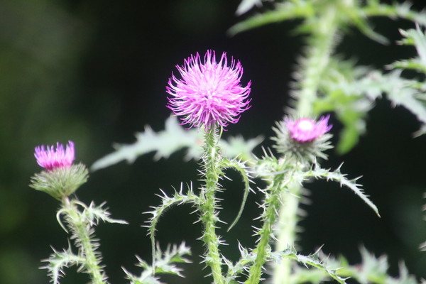 photo of Welted Thistle
