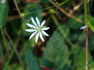 photo of Lesser Stitchwort