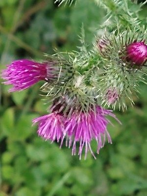 photo of Plumeless Thistle