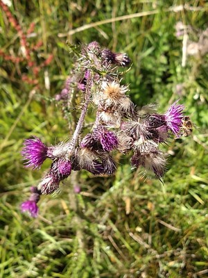photo of Marsh Thistle