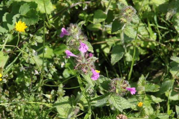 photo of Wild Basil