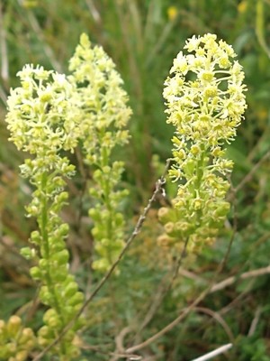 photo of Wild Mignonette