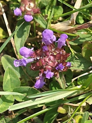 photo of Selfheal