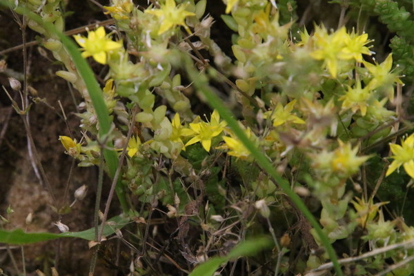 photo of Biting Stonecrop