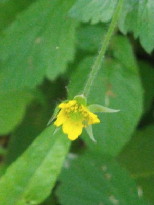 photo of Wood Avens