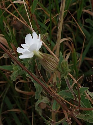 photo of White Campion