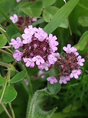 photo of Wild Thyme