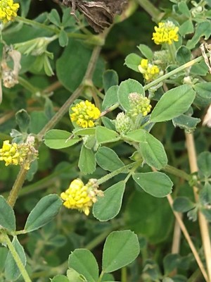 photo of Black Medick