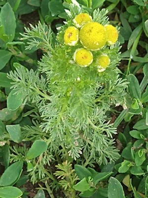 photo of Pineappleweed