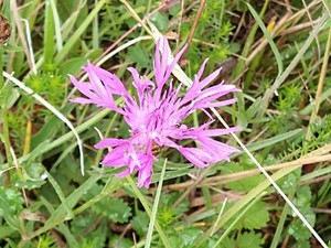 photo of Brown Knapweed
