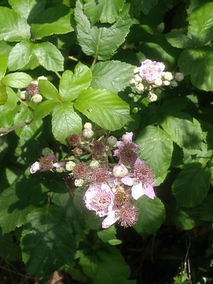 photo of Elm Leaved Bramble