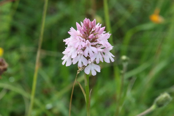 photo of Pyramidal Orchid