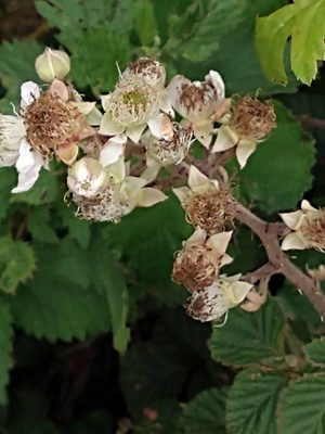 photo of Elm Leaved Bramble
