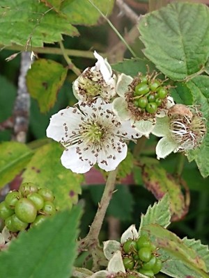 photo of Dewberry