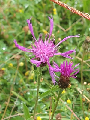 photo of Brown Knapweed