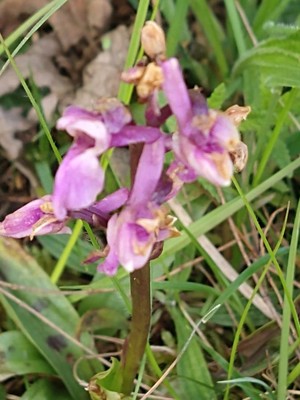 photo of Early Purple Orchid