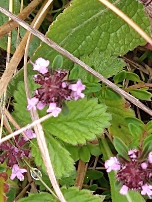 photo of Wild Thyme