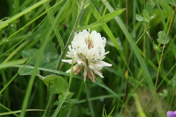 photo of White Clover