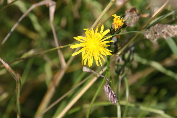photo of Rough Hawk's Beard