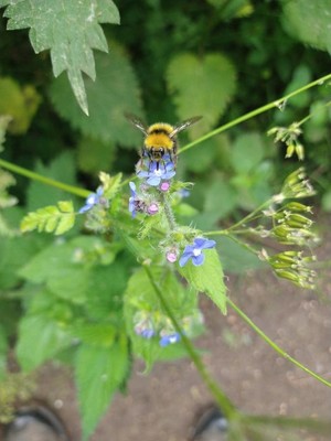 photo of Green Alkanet