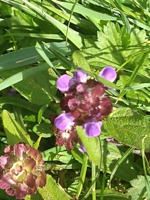photo of Selfheal