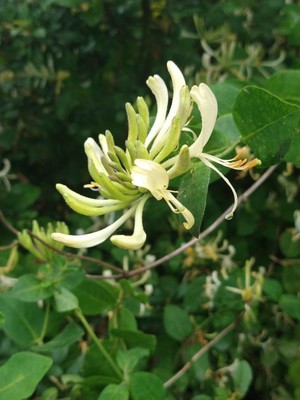photo of Honeysuckle